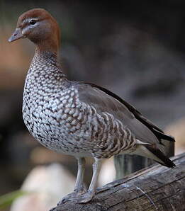 Canard à crinière