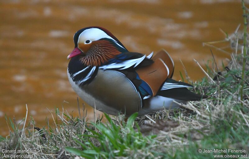 Canard mandarin