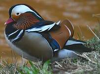 Canard mandarin