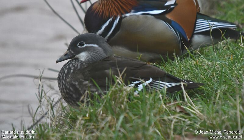 Canard mandarin femelle