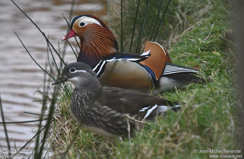 Mandarin Duck