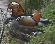 Canard mandarin