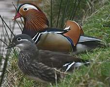 Mandarin Duck