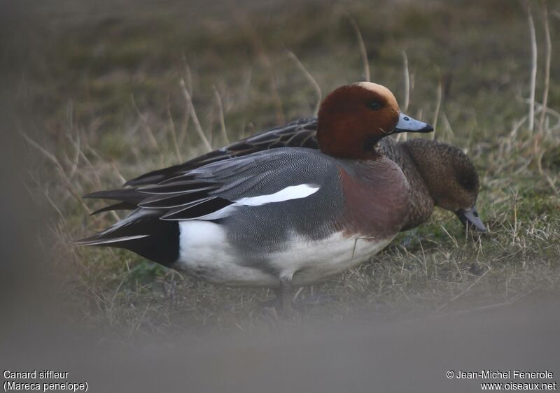 Eurasian Wigeon