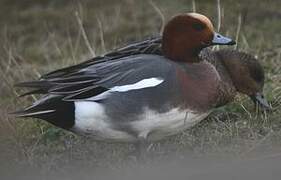 Eurasian Wigeon