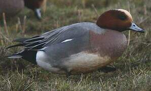 Eurasian Wigeon