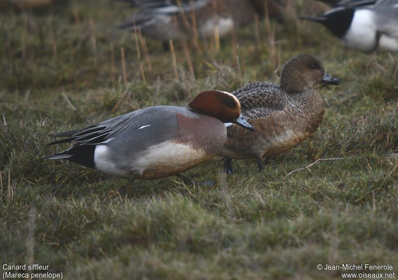 Eurasian Wigeon