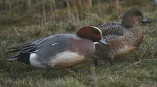 Eurasian Wigeon