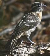 Black-headed Grosbeak