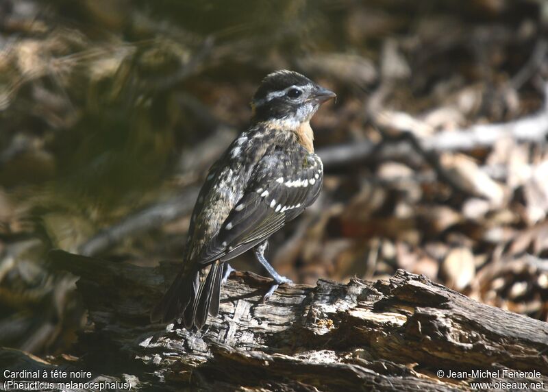 Black-headed Grosbeakimmature