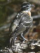 Black-headed Grosbeak