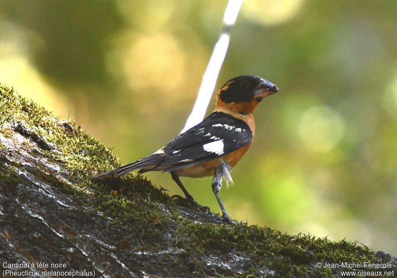 Black-headed Grosbeakadult