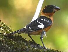 Black-headed Grosbeak