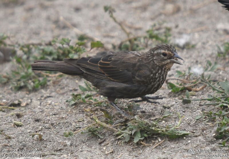 Red-winged Blackbird female