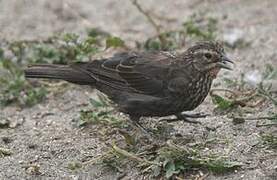 Red-winged Blackbird