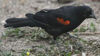 Red-winged Blackbird