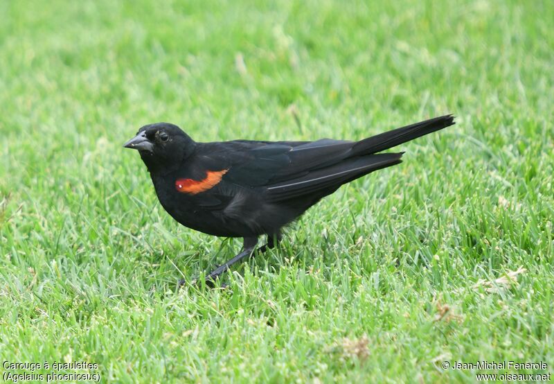 Red-winged Blackbird