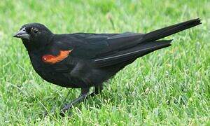 Red-winged Blackbird