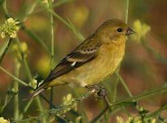 Lesser Goldfinch