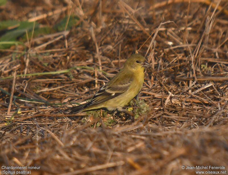 Chardonneret mineur