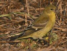 Lesser Goldfinch