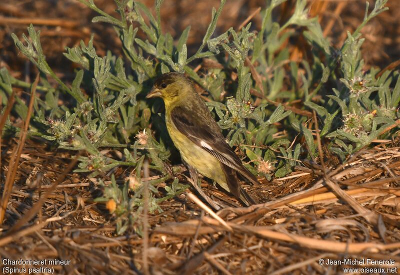 Lesser Goldfinch male