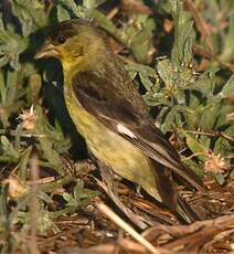 Chardonneret mineur