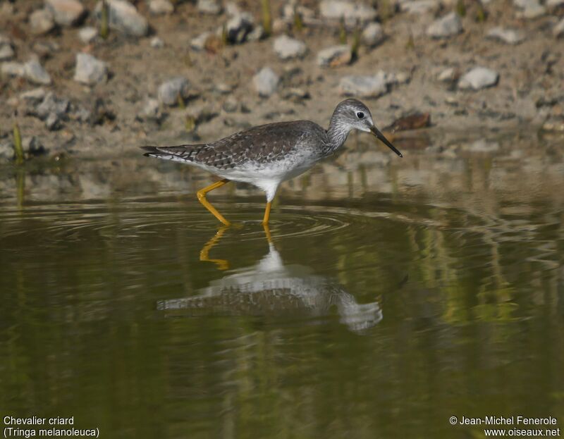 Greater Yellowlegs