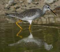 Greater Yellowlegs