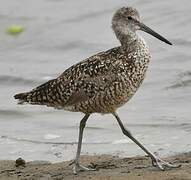 Willet