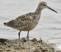 Willet