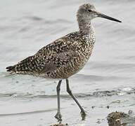 Willet