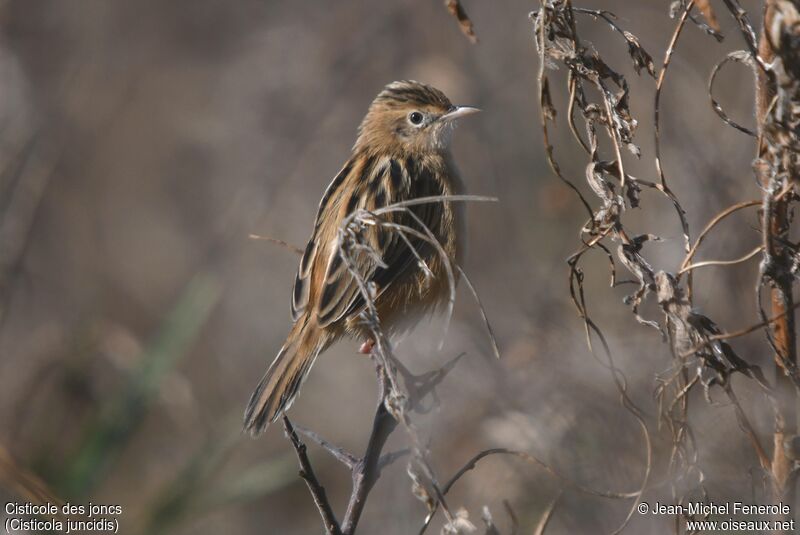 Zitting Cisticola