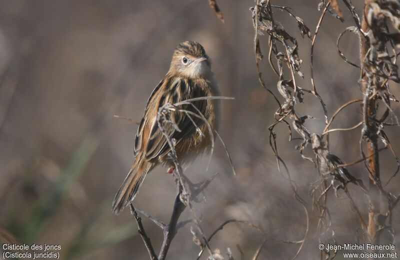 Zitting Cisticola