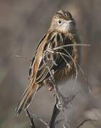 Zitting Cisticola