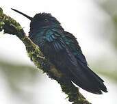 Colibri à tête bleue