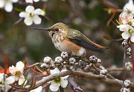 Allen's Hummingbird