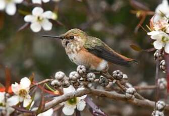 Colibri d'Allen