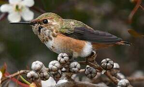 Allen's Hummingbird