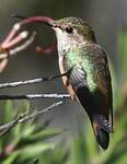 Colibri d'Allen