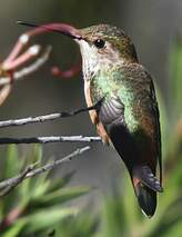 Colibri d'Allen