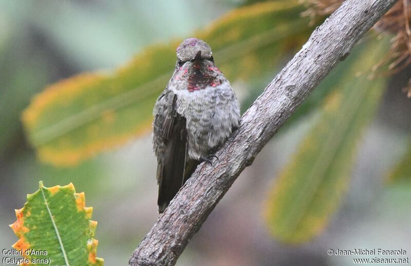 Colibri d'Anna