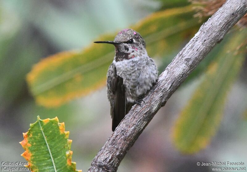 Anna's Hummingbird