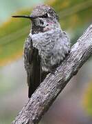 Anna's Hummingbird