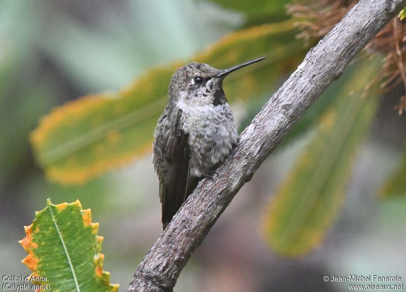 Colibri d'Anna