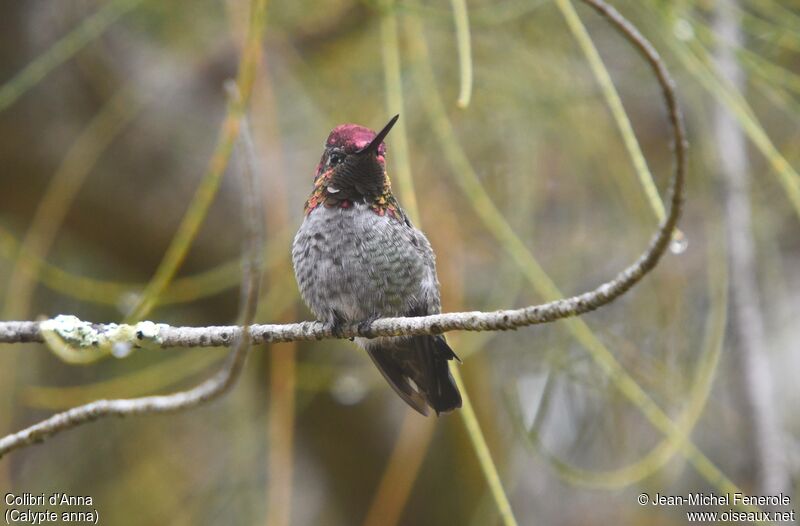 Anna's Hummingbird