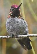 Anna's Hummingbird