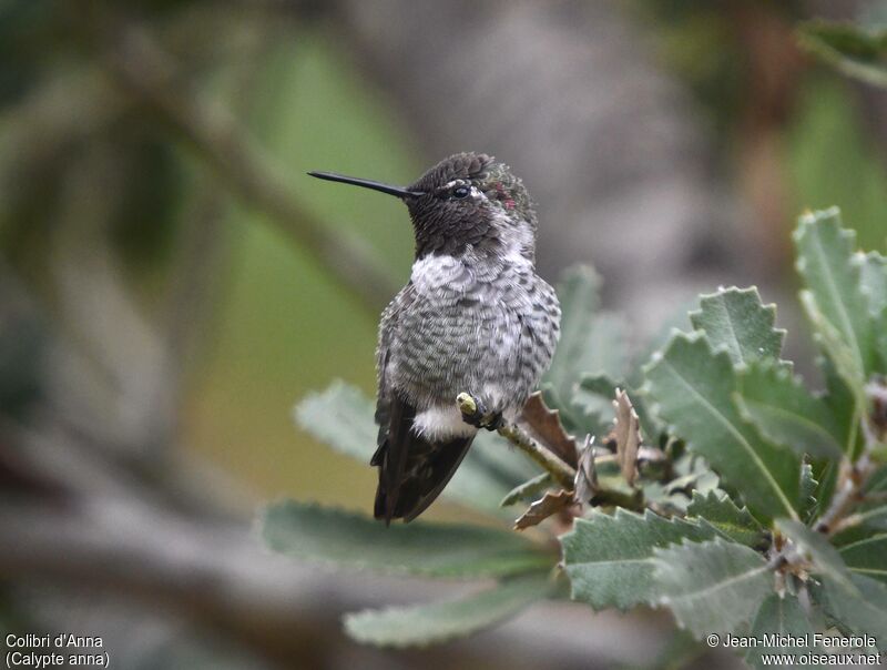 Anna's Hummingbird