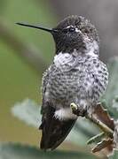 Anna's Hummingbird