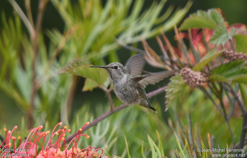 Anna's Hummingbird